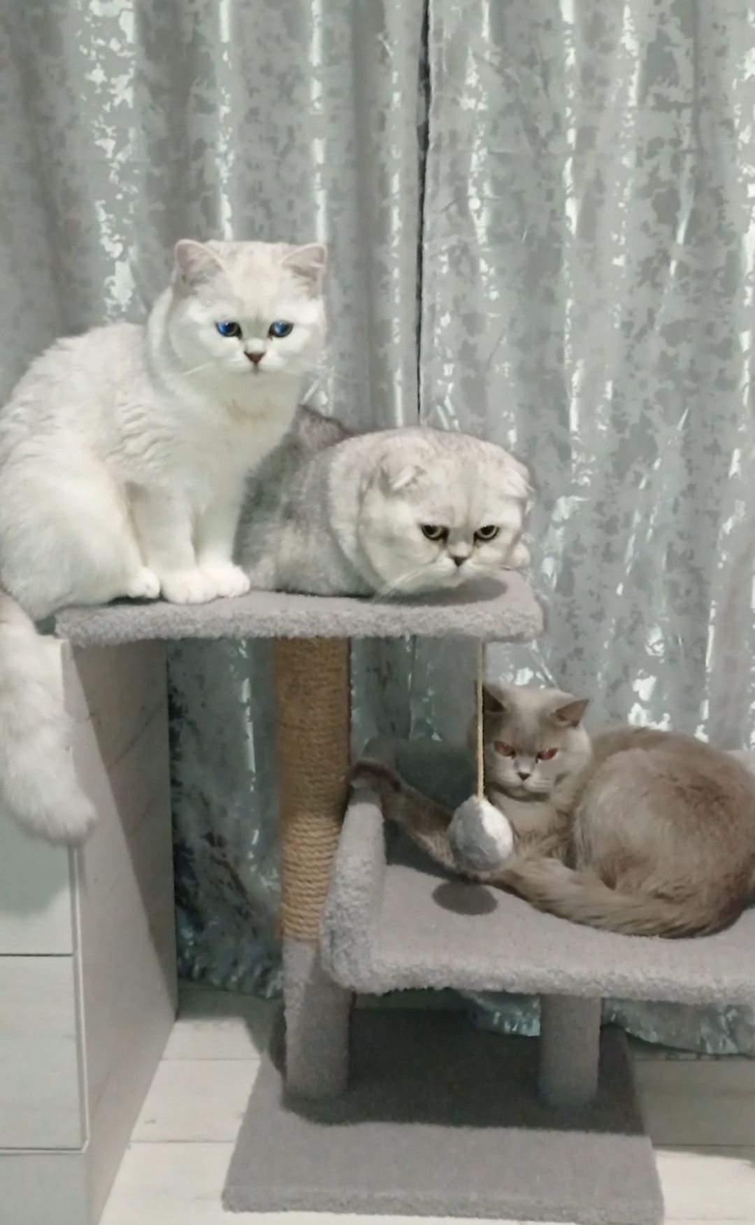 Кошенята срібної шиншили