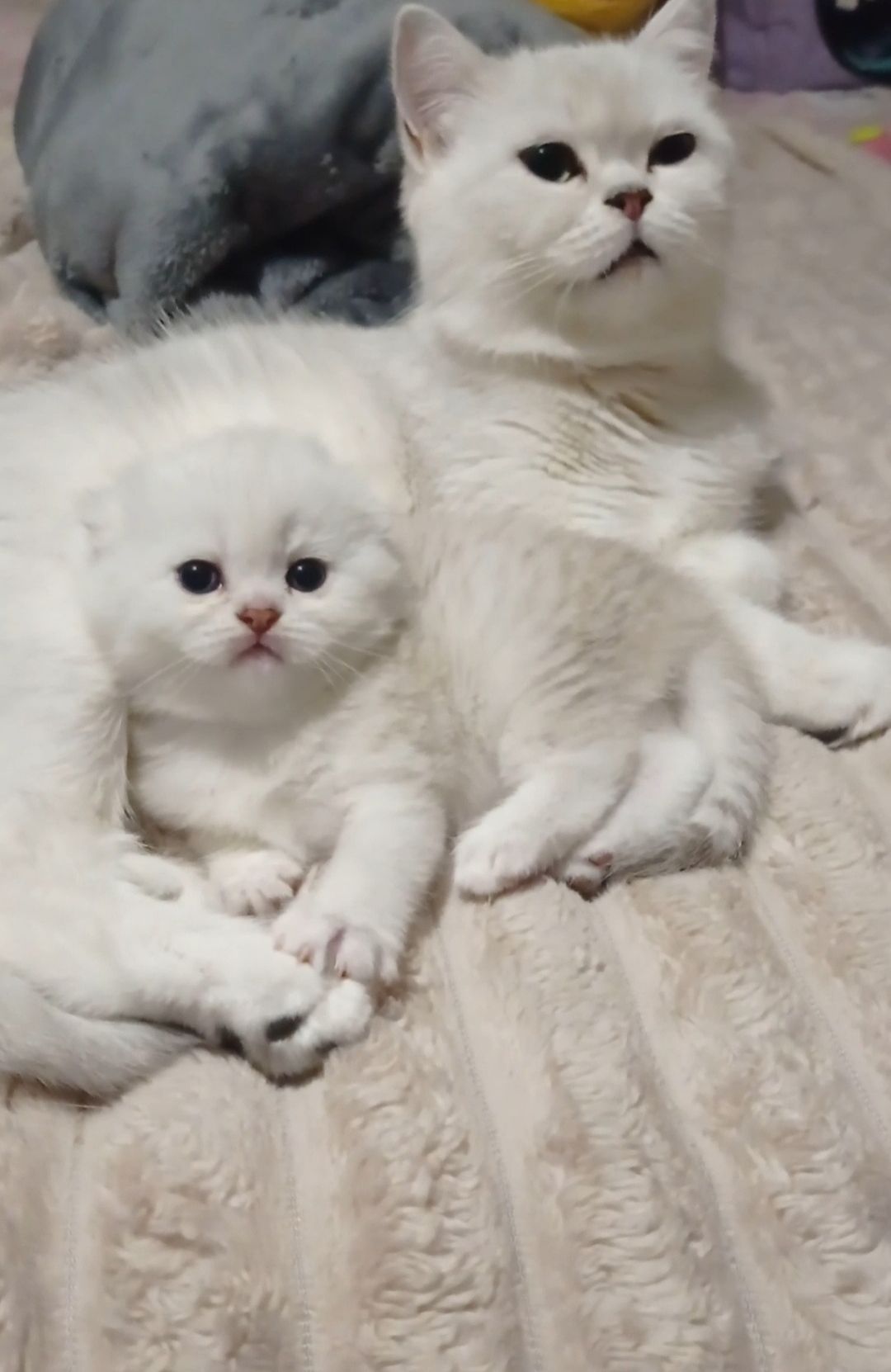 Срібна шиншила дівчинка фолд