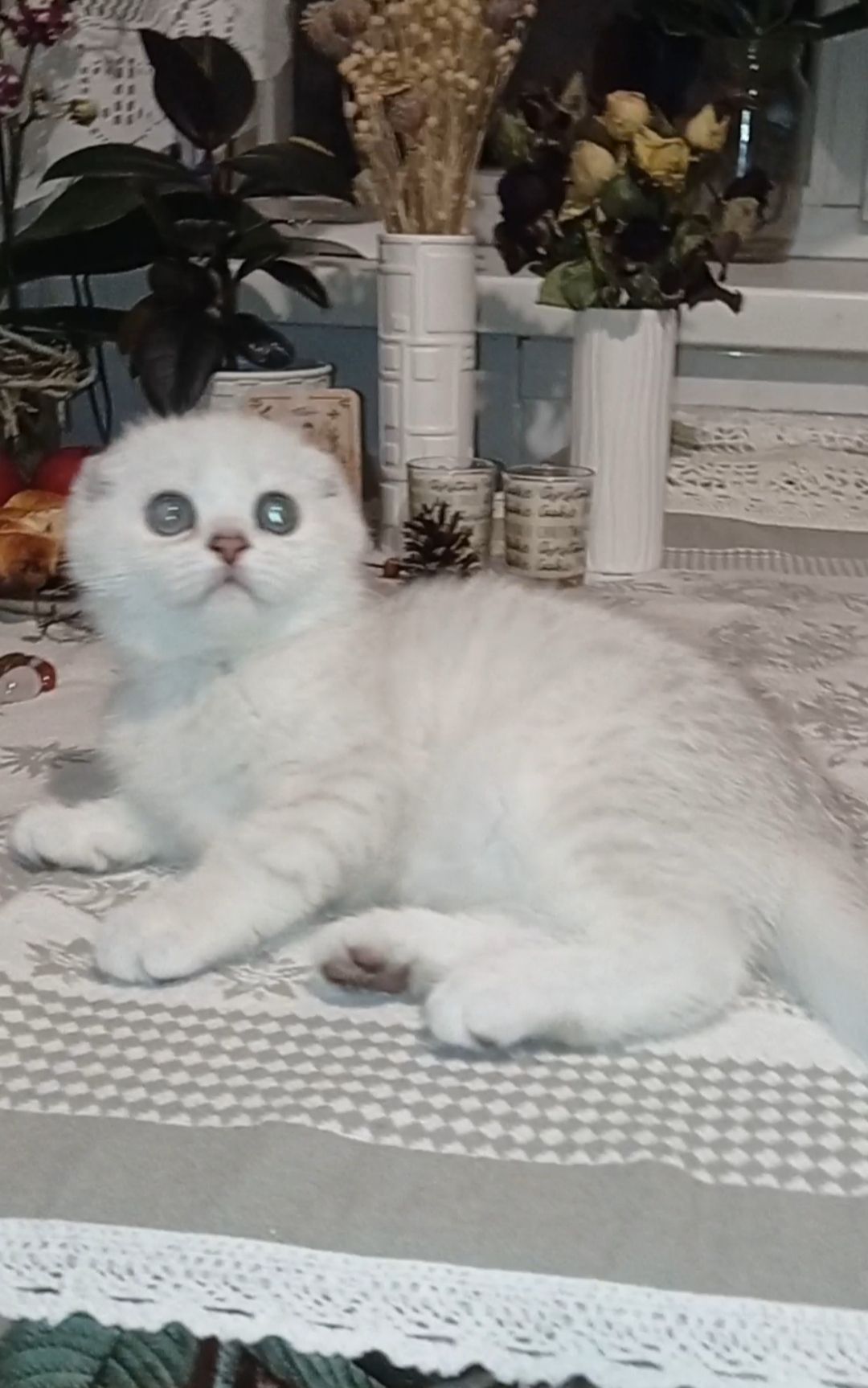 Срібна шиншила дівчинка фолд