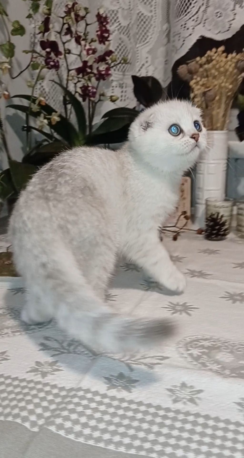 Срібна шиншила дівчинка фолд