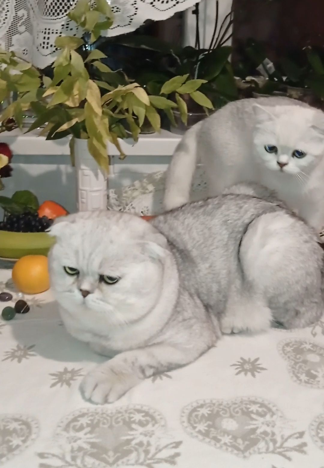 Срібна шиншила дівчинка фолд