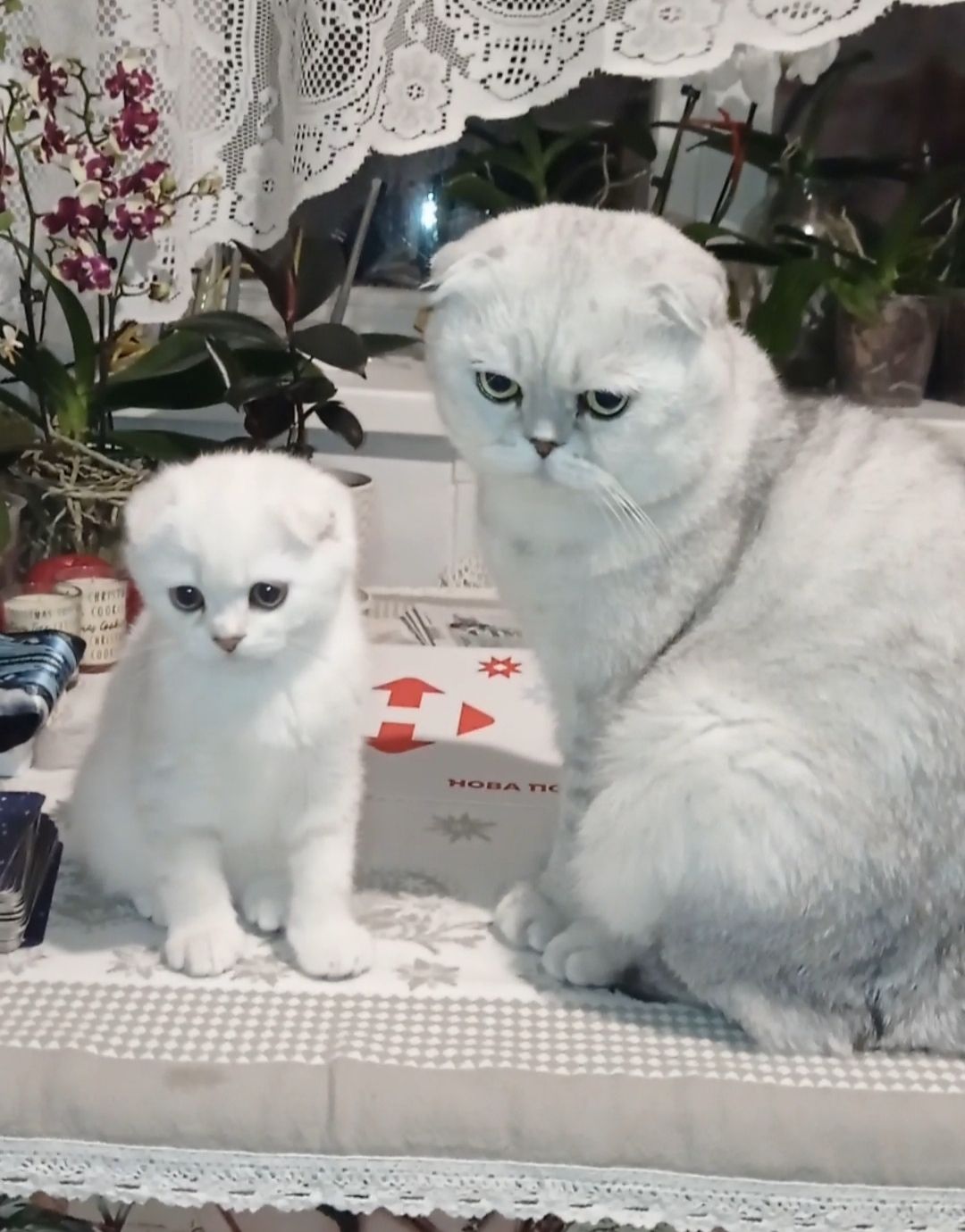 Срібна шиншила дівчинка фолд