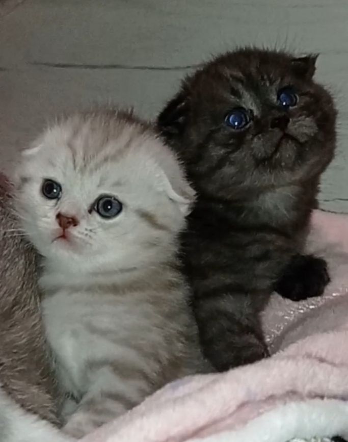 Кошенята срібної шиншили