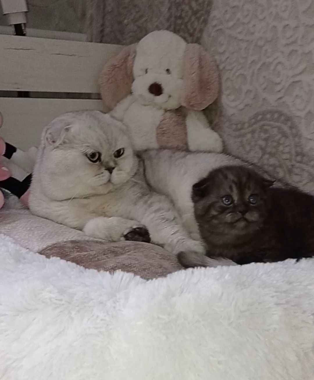 Кошенята срібної шиншили