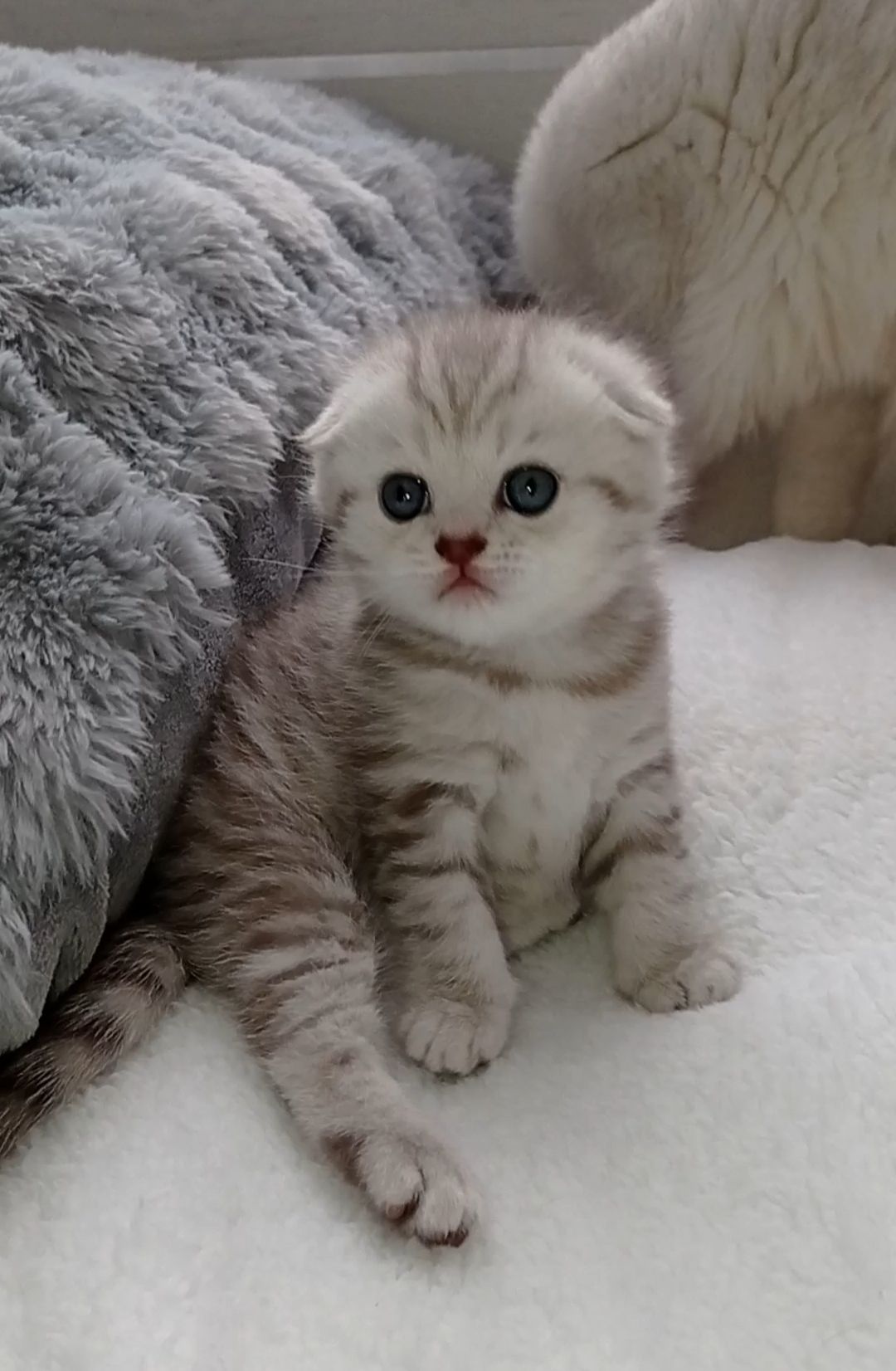 Кошенята срібної шиншили