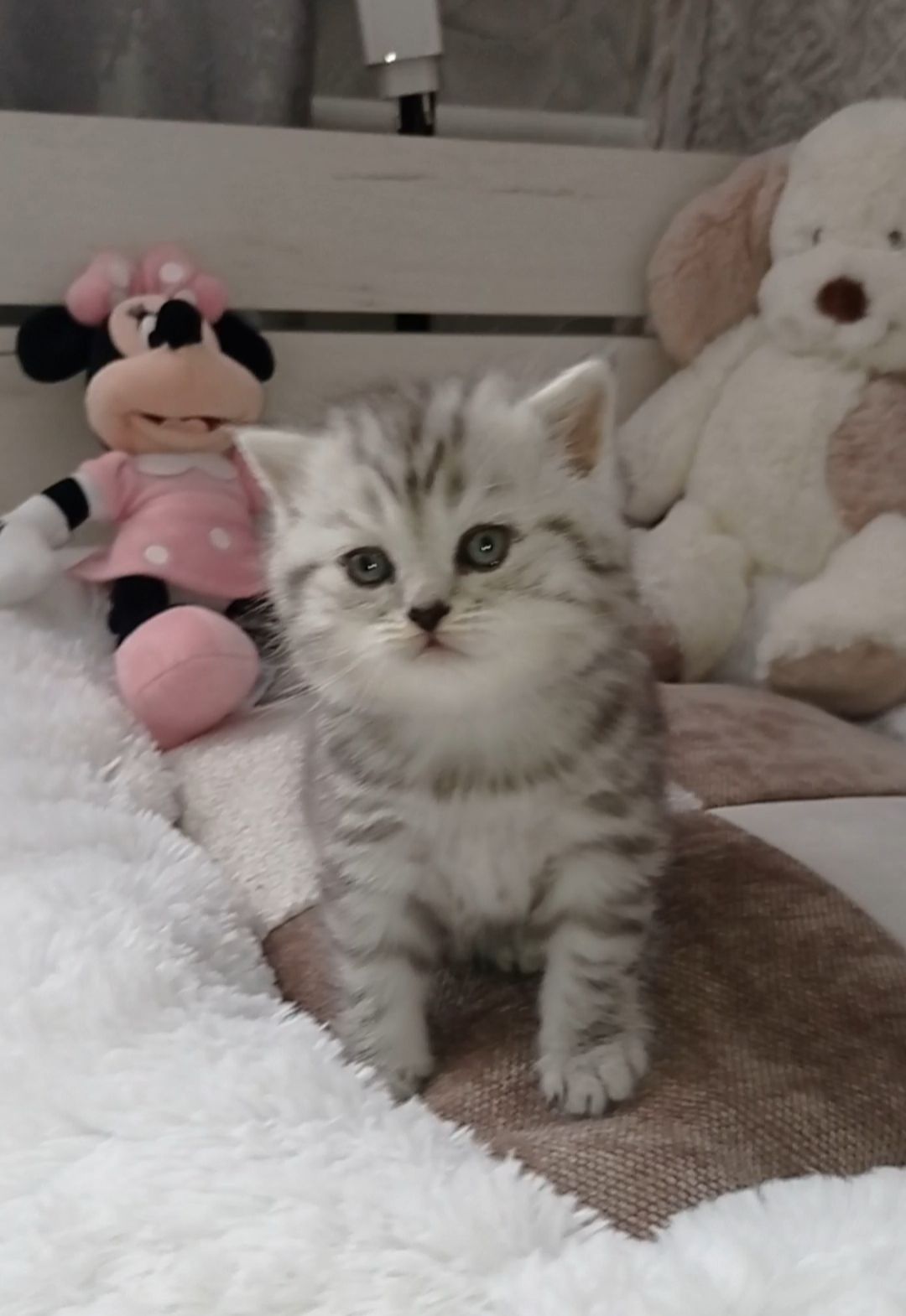 Кошенята срібної шиншили