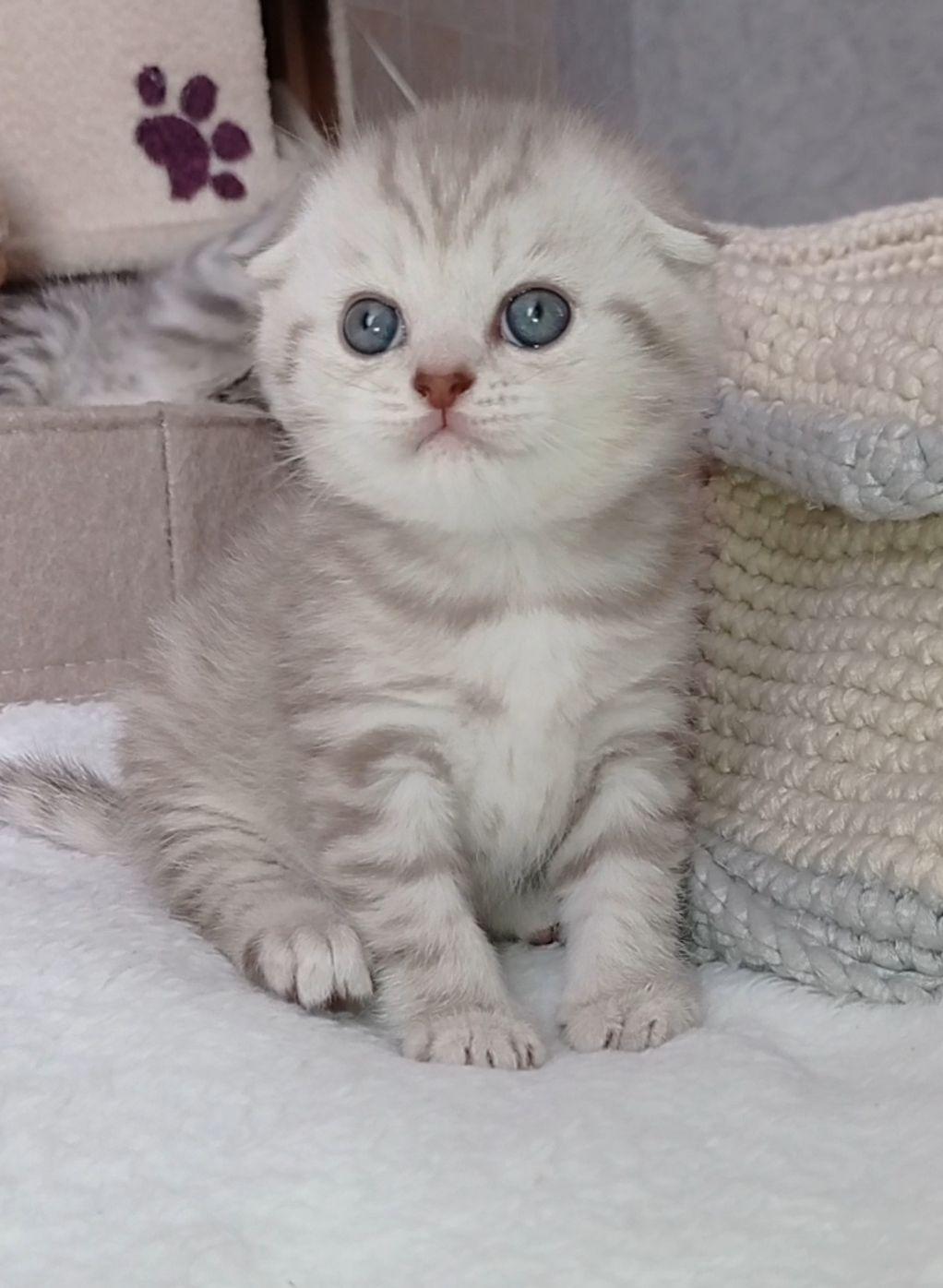 Кошенята срібної шиншили