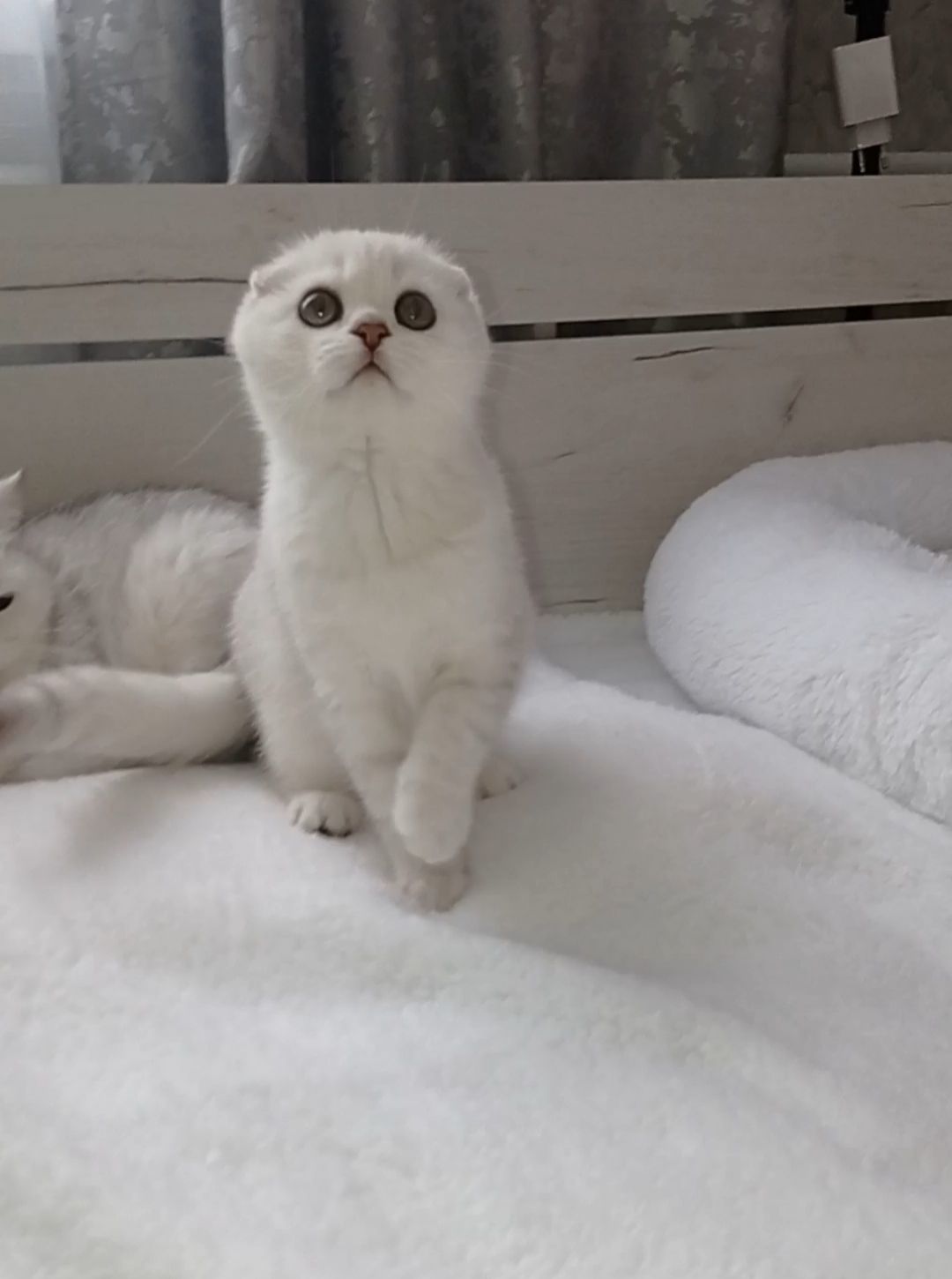 Срібна шиншила дівчинка фолд