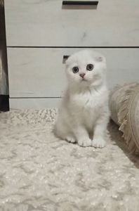 Срібна шиншила дівчинка фолд