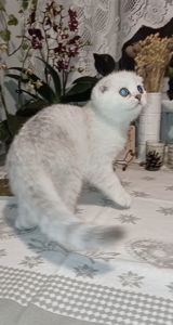 Срібна шиншила дівчинка фолд