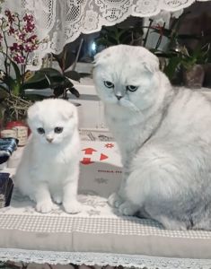 Срібна шиншила дівчинка фолд