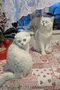 Срібна шиншила дівчинка фолд