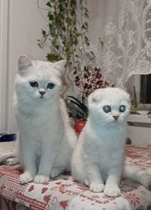 Срібна шиншила дівчинка фолд