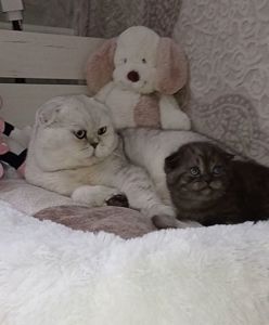 Кошенята срібної шиншили