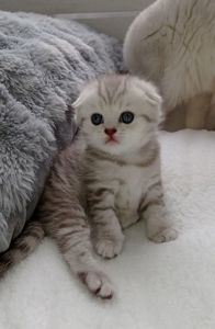 Кошенята срібної шиншили