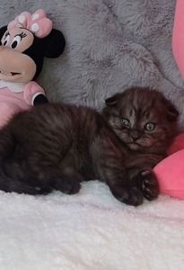 Кошенята срібної шиншили