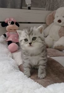 Кошенята срібної шиншили