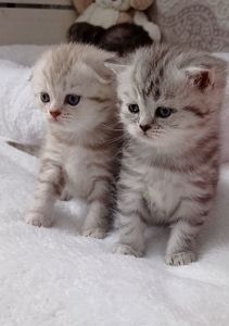 Кошенята срібної шиншили