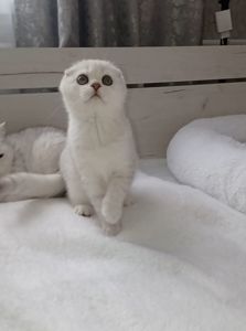 Срібна шиншила дівчинка фолд