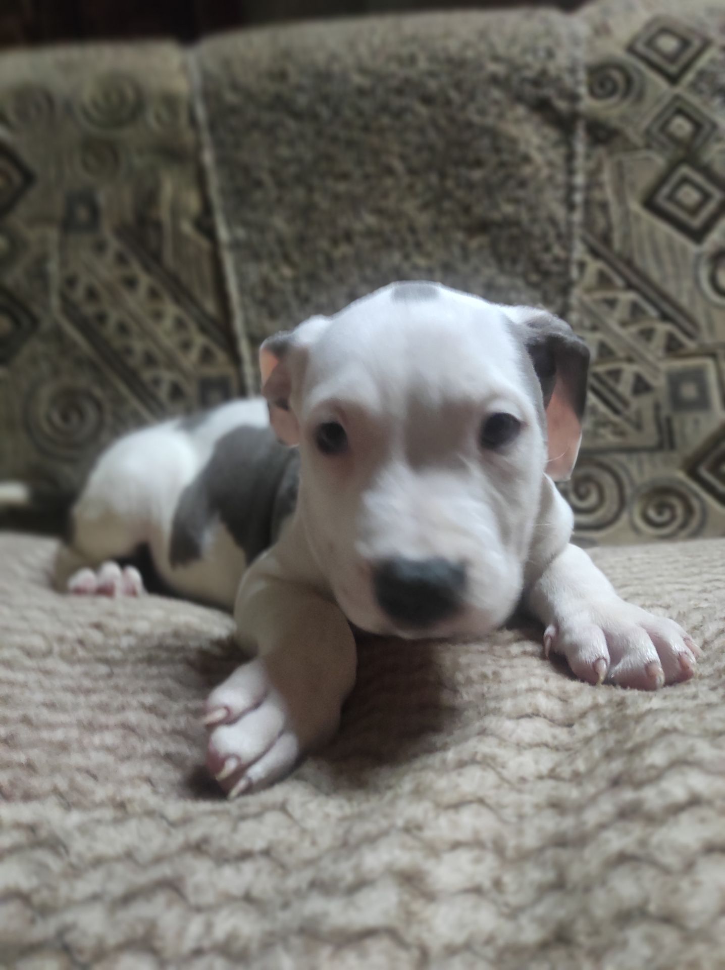 Стаффордширский терьер