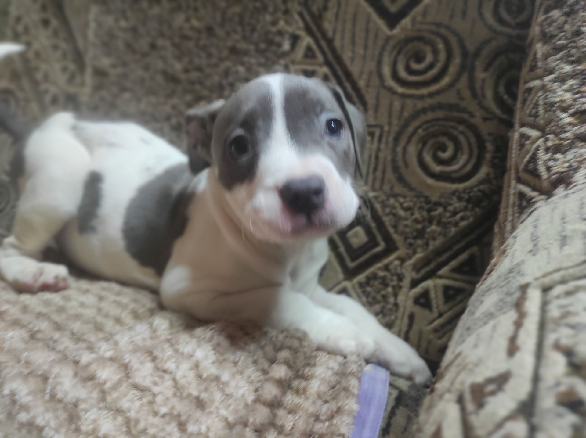 Стаффордширский терьер