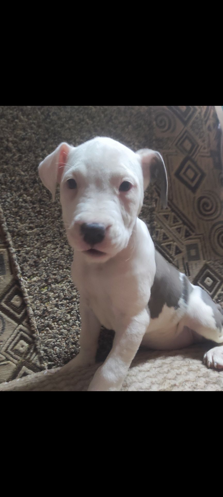 Стаффордширский терьер