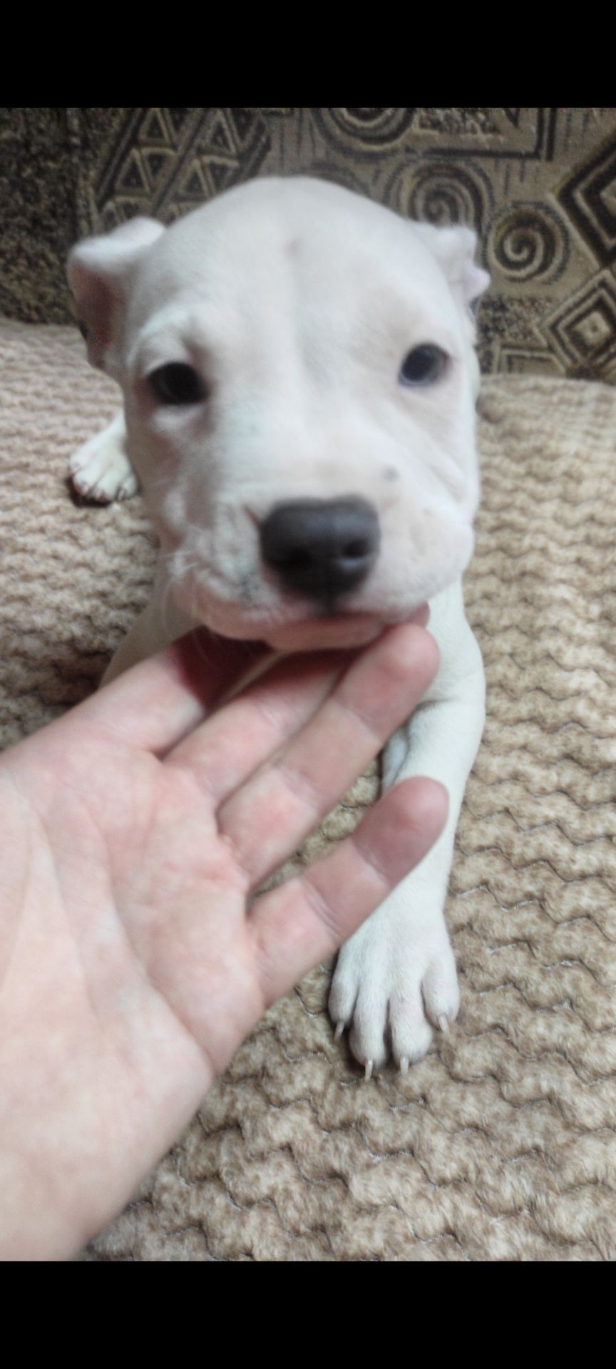 Стаффордширский терьер