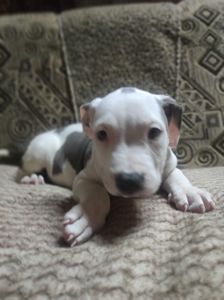 Стаффордширский терьер