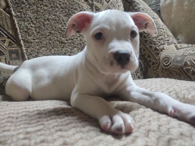 Стаффордширский терьер