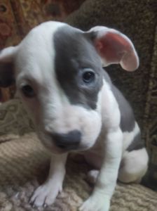 Стаффордширский терьер