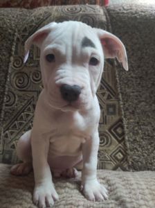 Стаффордширский терьер