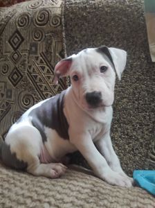 Стаффордширский терьер