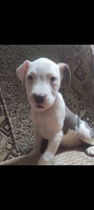 Стаффордширский терьер