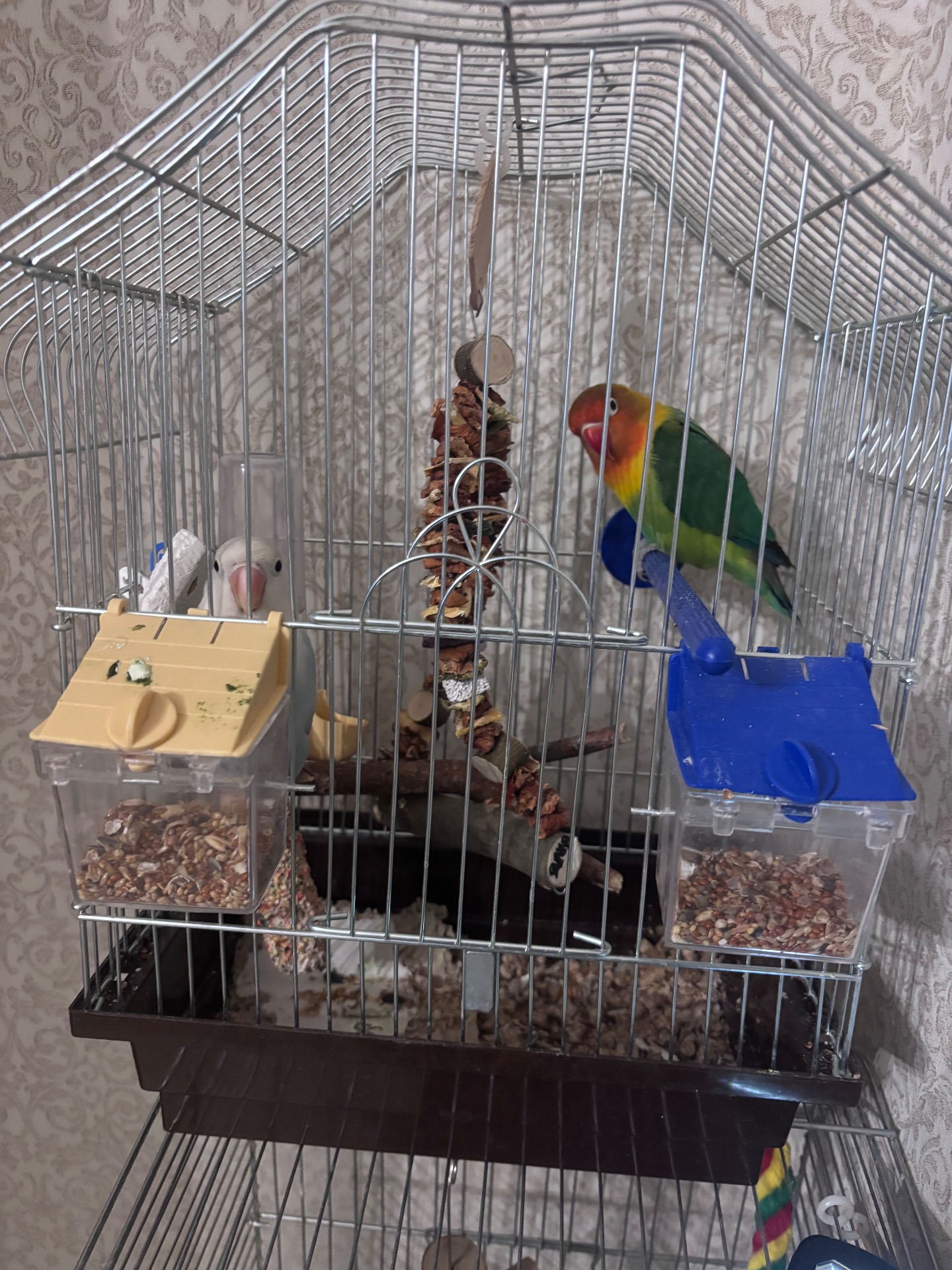 Неразлучники