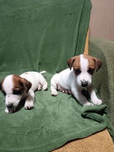 Цуценята Джек-рассел-тер’єра шукають дім