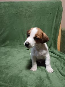 Цуценята Джек-рассел-тер’єра шукають дім