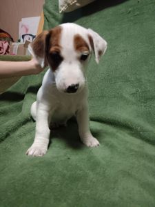 Цуценята Джек-рассел-тер’єра шукають дім