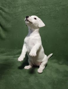 Цуценята Джек-рассел-тер’єра шукають дім