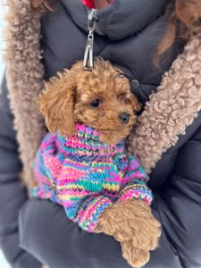 Дівченка той пудель дуже маленька