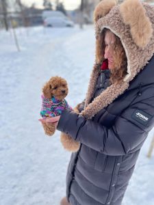 Дівченка той пудель дуже маленька