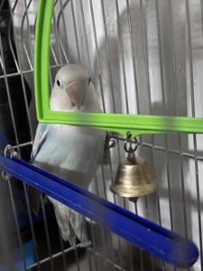 Неразлучники