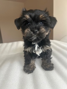 Щенки Йоркширского терьера