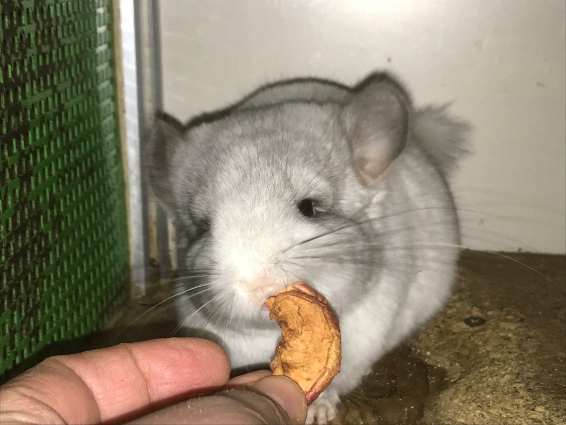 Братики шиншили білі ебоні носії сапфіру, фіолету та ангори