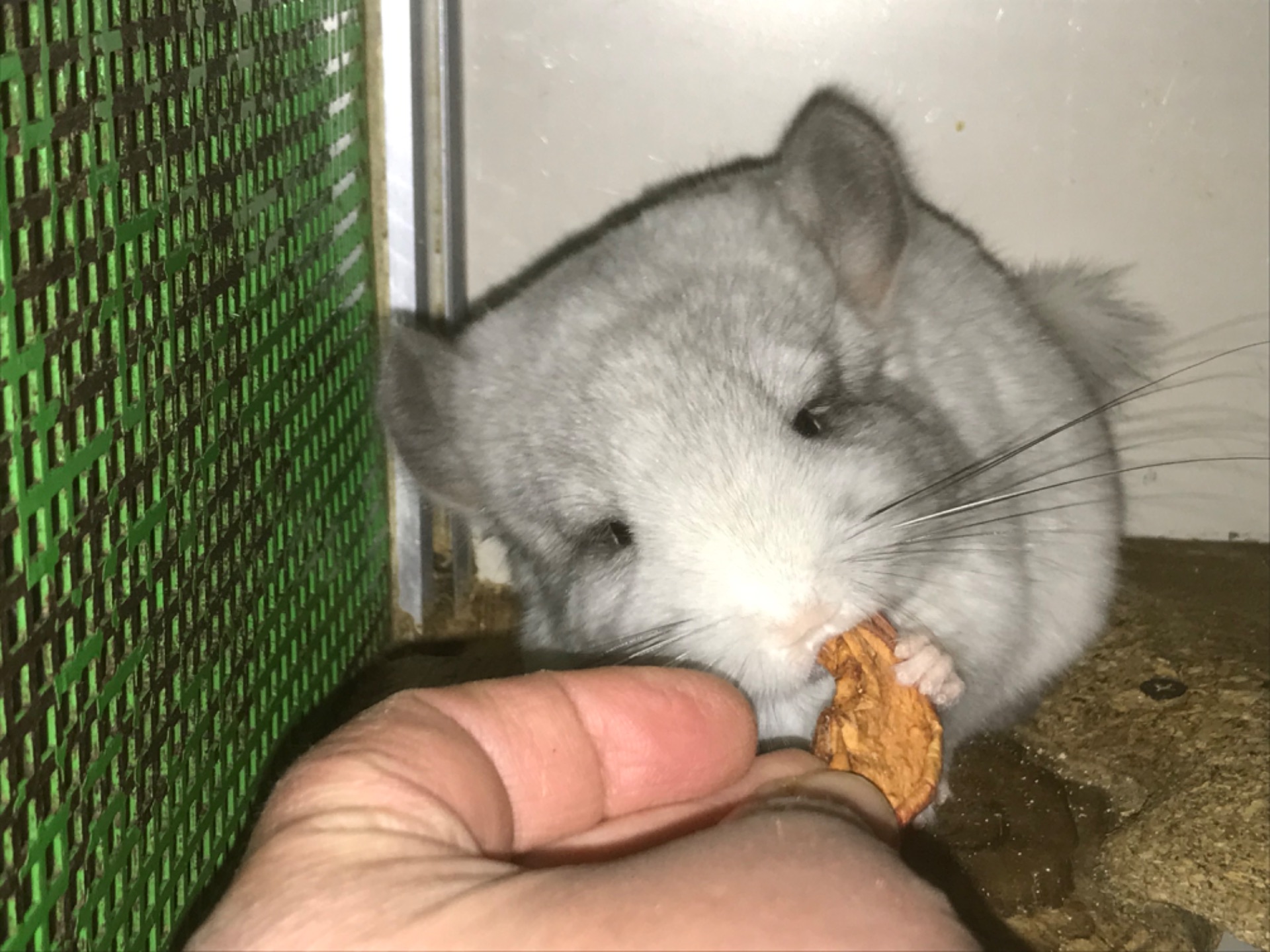 Братики шиншили білі ебоні носії сапфіру, фіолету та ангори