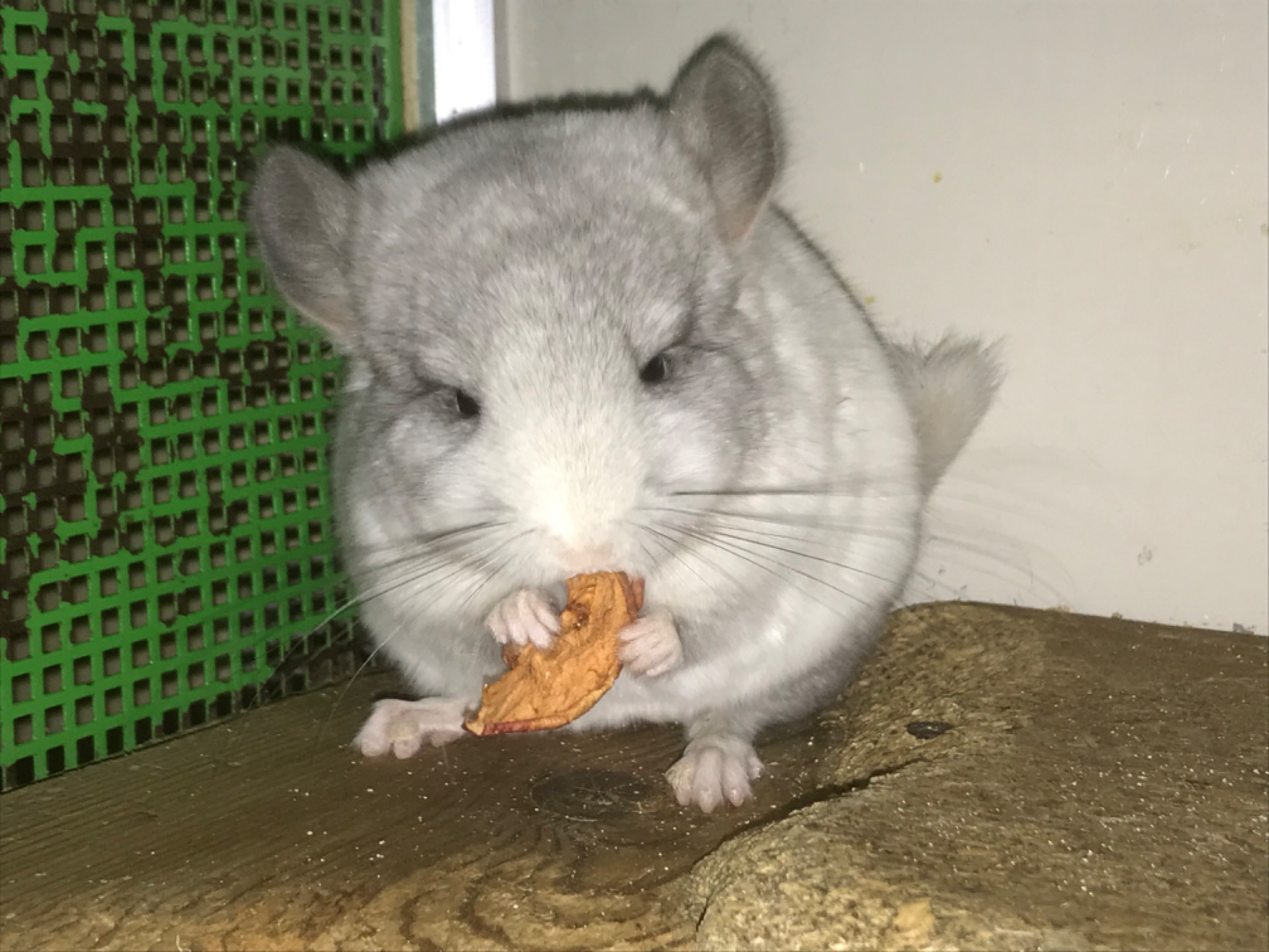 Братики шиншили білі ебоні носії сапфіру, фіолету та ангори