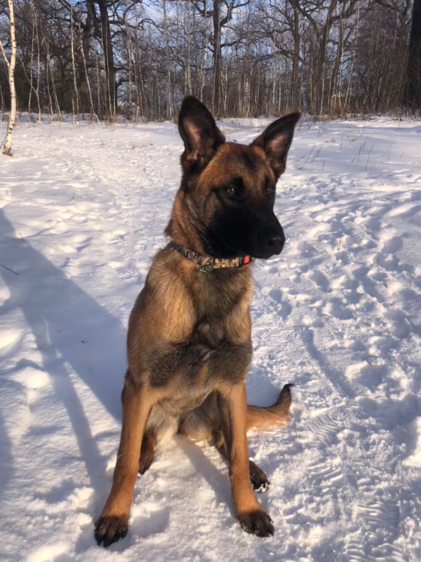 Цуценята Малінуа