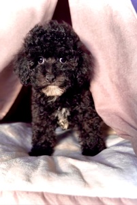 Цуценя Той Пудель