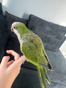 Продається папуга Монах Каліта (дівчинка)