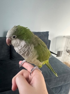 Продається папуга Монах Каліта (дівчинка)