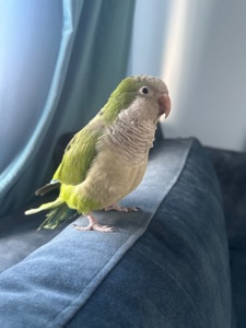 Продається папуга Монах Каліта (дівчинка)